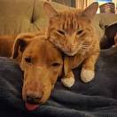 Image of vizsla with cats