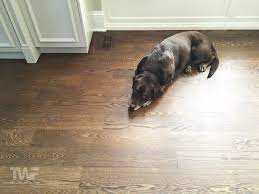 inside dogs and hardwood floors