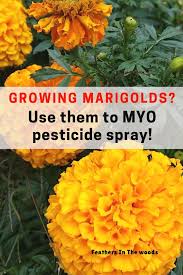 marigolds grow your own pest spray