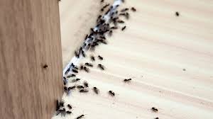 How to get rid of ants. How To Get Rid Of Ants In The Hotel Room Getridofallthings Com