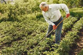 gardening for seniors how plant