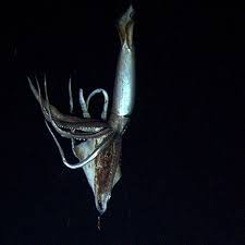 elusive giant squid captured on film