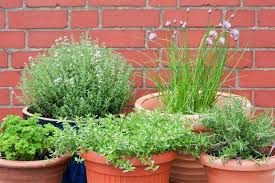 5 Easy Herbs To Grow Frosts
