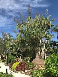 This Ponytail Palm Was Planted In 1973