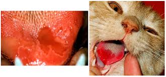 calicivirus infection in cats
