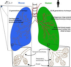 lung regeneration a tale of mice and