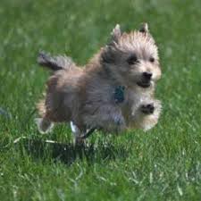 Puppyfinder.com is your source for finding an ideal morkie puppy for sale in usa. Morkie Puppies For Sale By Reputable Breeders Pets4you Com