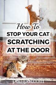 Find and save scratching door memes | from instagram, facebook, tumblr, twitter & more. How To Stop Your Cat From Scratching At The Door In 2021 Pet Quotes Cat Diy Cat Bed Animals For Kids