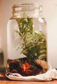 15 Awesome Diy Fish Tank With Mason Jar