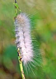 It sports dense tufts of hairs the male emperor is renowned for being able to locate a female by scent, even over long distances. Fuzzy Fall Caterpillars Family Erebidae Field Station