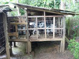 9 Raising Pigs In A Village Pig House