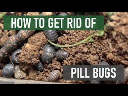 pill bugs wood lice roly polies