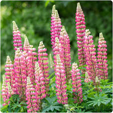 3x Pink And 3x Yellow Gallery Lupin