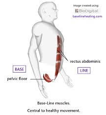 base line muscles pelvic floor rectus