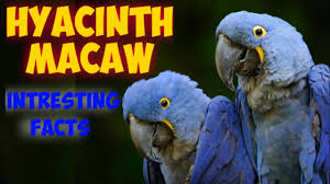 hyacinth macaw interesting facts