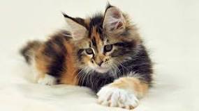 how-much-do-maine-coon-cats-cost