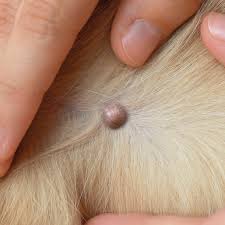 sebaceous cysts in dogs pictures