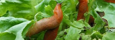 how to protect plants from slugs in wet