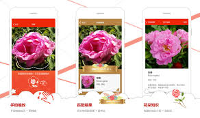 The apps allows you to browse similar faces based on level of resemblance or distance of the it identifies countenance in your pictures using face recognition. Microsoft Garage S Flower Recognition App Now Available In China For Ios Users Mspoweruser