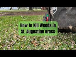 kill weeds in st augustine gr