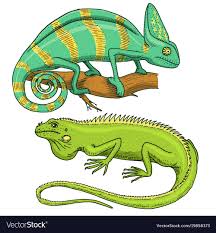 chameleon lizard american green iguana