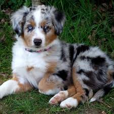 Check spelling or type a new query. All About Miniature American Shepherd Dog Breed Origin Behavior Facts Puppy Price Color
