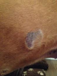 An actinic keratosis, in contrast to a rash, usually is a single precancerous skin abnormality but an individual may have more than one. How To Stop Hair Loss And Itching In Dogs From Yeast Overgrowth Dog Skin Allergies Dog Allergies Dog Remedies
