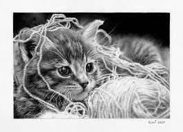Realistic kitten drawing