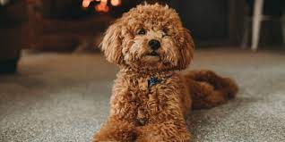 best poodle names for your fluffy baby