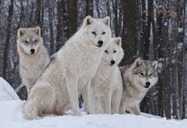 Wolf Social Structure Wolf Facts And Information