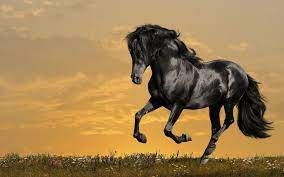 Horse Latest Hd Wallpapers Free ...