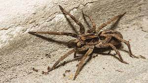 How To Deal With Wolf Spiders Ortho