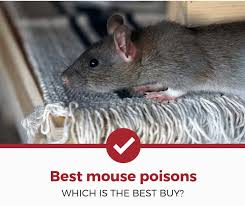 However, experts advise to always purchase the antidote, read all the warnings carefully, and use with caution. Top 5 Best Mouse Poisons To Buy 2021 Review Pest Strategies