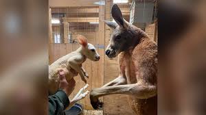new york zoo welcomes baby kangaroo