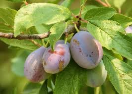 Plums Planting And Growing Plum Trees The Old Farmers
