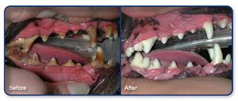 Broken teeth are a common finding and cat and dog tooth extraction costs can vary quite considerably from one veterinary clinic to the next. West Olympia Pet Hospital Olympia Washington