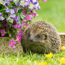 help hedgehogs during the autumn