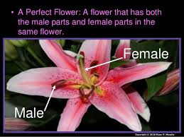 Male and female flower parts occurs. Parts Of A Flower Lessons Blendspace