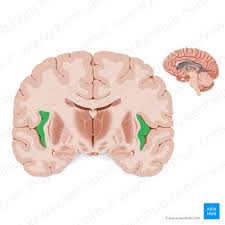 insula anatomy function connections