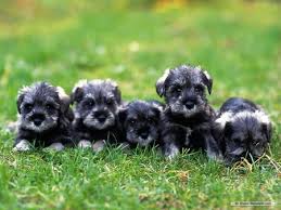 mini schnauzer puppies dogs s