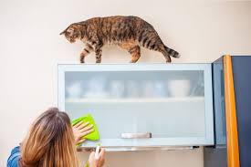 how to reduce cat dander in your home