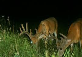 Deer Feeding Times For Monster Bucks Whitetail Habitat