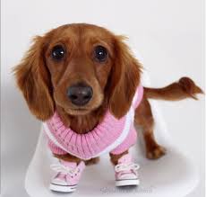 Dog Boots For Dachshunds Alldogboots Com