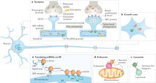 We also translate into more than 100 other languages. Intracellular Mrna Transport And Localized Translation Nature Reviews Molecular Cell Biology