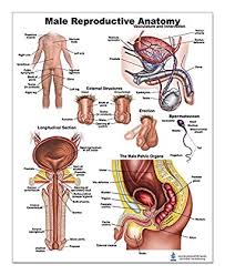 Anatomy & physiology of male reproduction toggle anatomy & physiology of male reproduction menu options. Male Reproductive Anatomy Poster Amazon Com Industrial Scientific