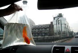 ing goldfish from the pet