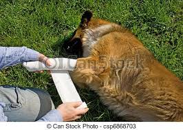 Image result for free image of a wounded dog