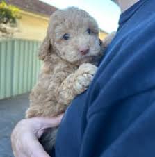 toy poodle in goulburn region nsw