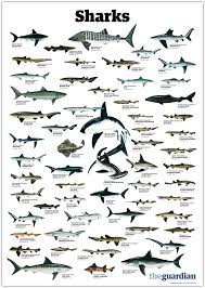 Trynottodrown A Few Different Shark Species Full Size