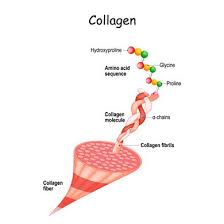 collagen physiopedia